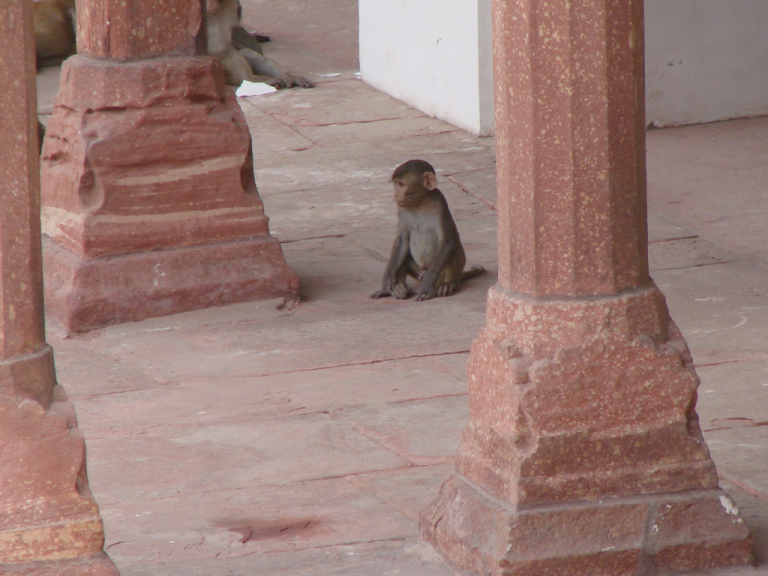 Agra – das rote Fort