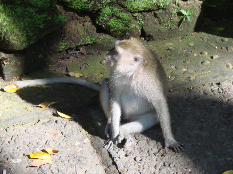 Im Affenwald von Ubud