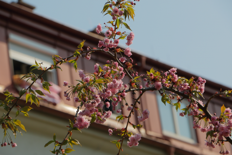 Frühling im Hugo Breitner Hof