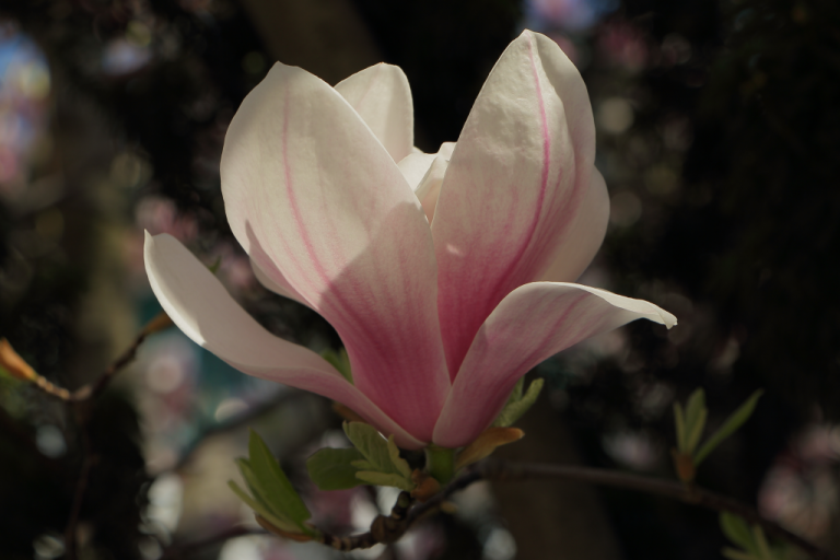 Frühling in Wien West